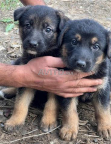 bébé choit berge allmand âge 45 jour 