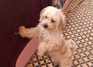 Chien caniche bichon