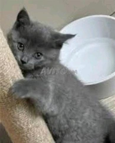 chaton bébé bleuress âge 40 j 