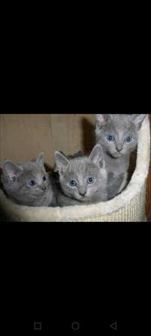 chaton bébé bleuress âge 40 j  - 2