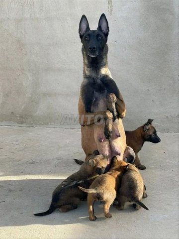 chiots malinois 