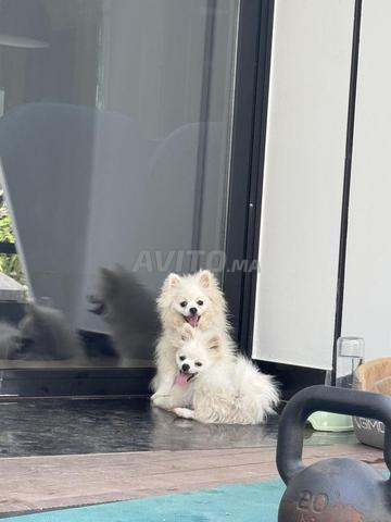 spitz pomeranian femelle  - 2