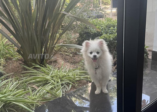 spitz pomeranian femelle 