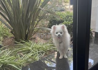 spitz pomeranian femelle 3 mois 