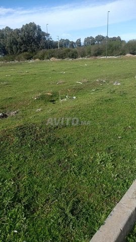 Vente lot terrain R PLUS 3 à EL FOUARATE KENITRA 
