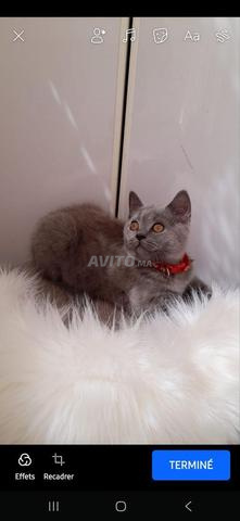 une femelle scottish straight disponible  - 2