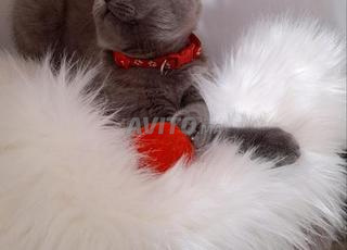 une femelle scottish straight disponible 
