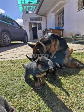 chiots berger allemand royal 