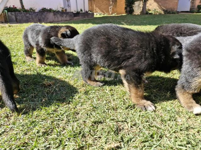 chiots berger allemand royal  - 2
