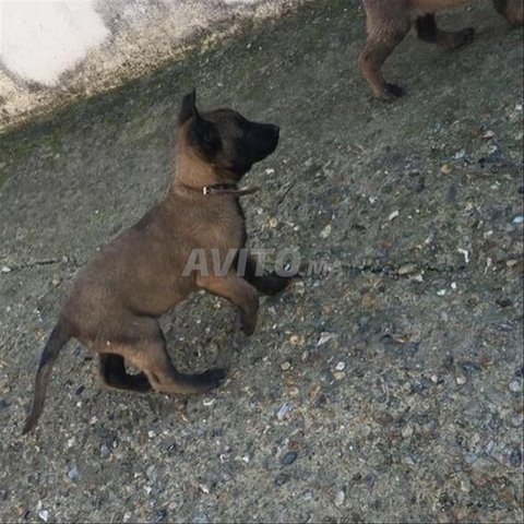 adorables chiots malinois 