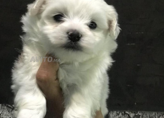 puppy bichon maltais 