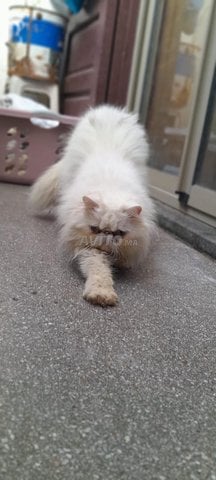 Un très beau chat persan himalaya 
