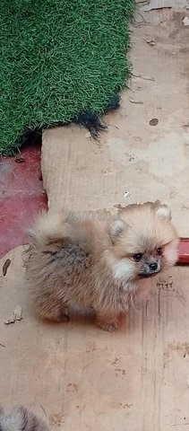 spitz pomeranian nain 