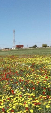 Terrain agricole titré 1 hectare à Khmissat Chawia