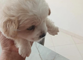 Chien à vendre, couleur blanche