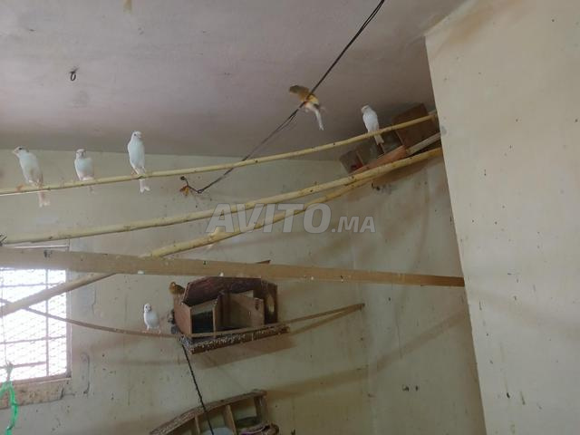 hawta dyal lkanar - 2