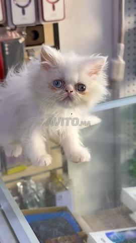 femelle persan pick face yeux vairons  - 2