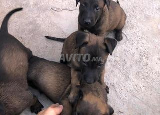 choit bébé malinois charbonne