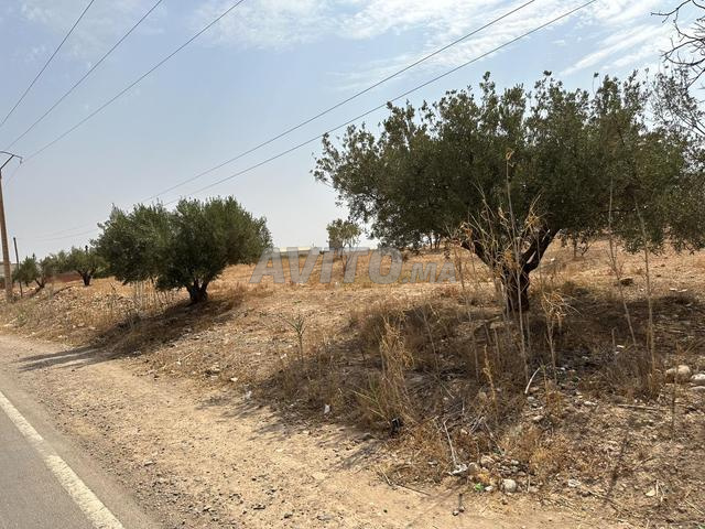 2 hectares titrée route principal triq houdoud  - 2