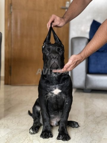 Cane Corso pedigree 