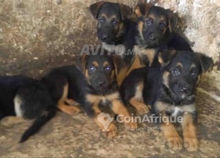 chiots berger allemand li bgha chi haja marhba