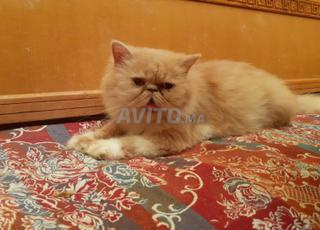 Femelle persan peke face 