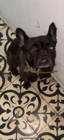 bulldog francais - 2