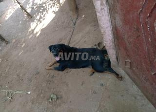 routweiller allemand🇩🇪