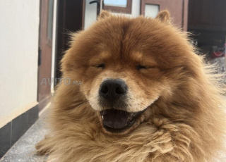 chow chow a vendre 