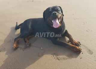 Rottweiler pedigree 