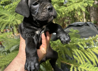 Cane corso