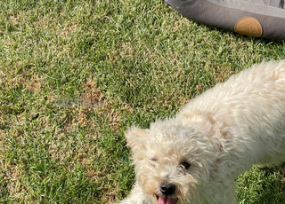 je cherche une famille pour mon chien