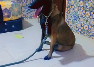 Malinois dog