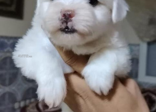 bichon maltais bichon havanais 