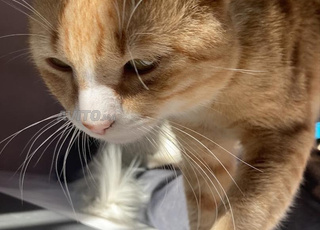 Adorable chat mâle à adopter (pas à vendre)