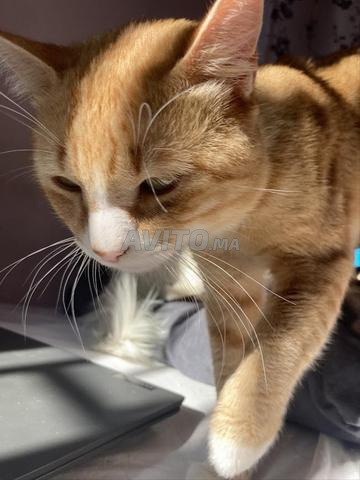 Adorable chat mâle à adopter (pas à vendre)