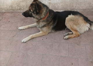 Berger male age 18 mois