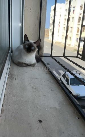 Jolis chantons siamois à adopter