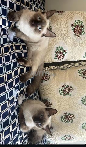 Jolis chantons siamois à adopter - 2