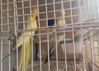 طيور الكوكتيل كوبل للبيع 