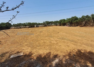 Terrain à vendre à chelallate sidi hajaj 1500 m2