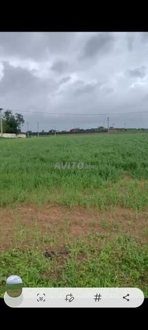 Ter titre 1ha Ain johra tiflet