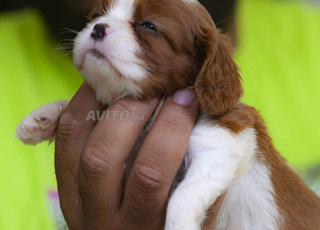 cavalier King charles chiot