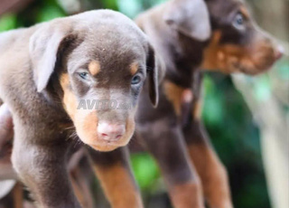Doberman chiot