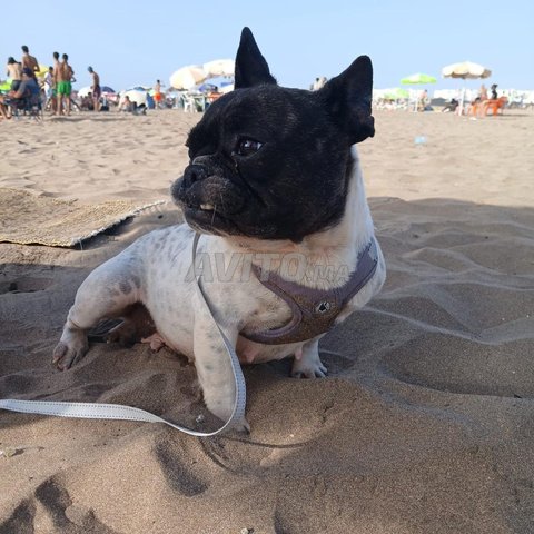 femelle bulldog français