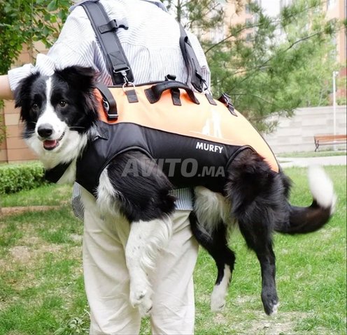 Civière Gilet transport et Sauvetage animaux 