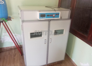 فقاصة1050 بيضة