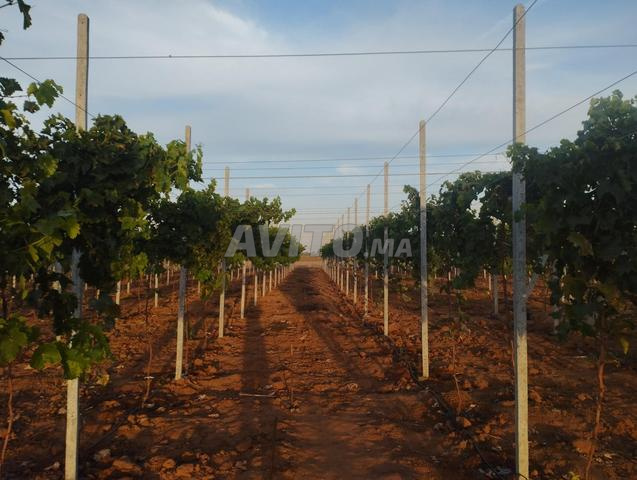 أرض للبيع مجهزة بالعنب و الباسان والسياج - 2