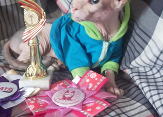 chat sphynx 