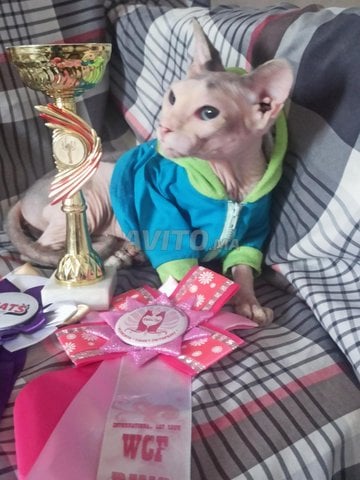chat sphynx 